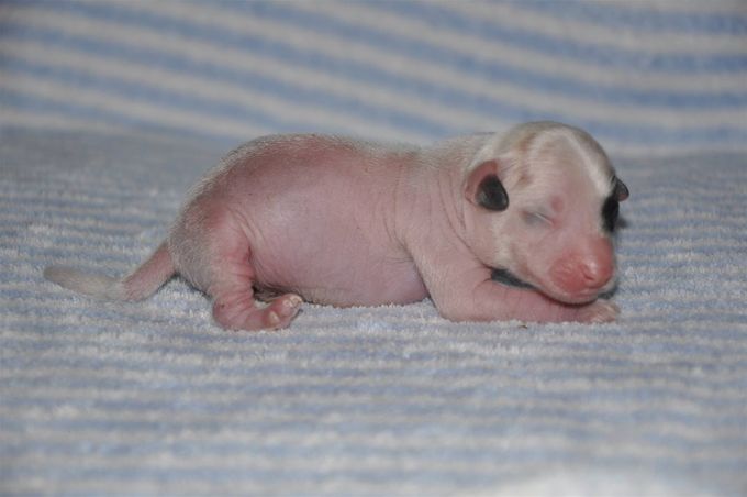 Zaico als puppytje