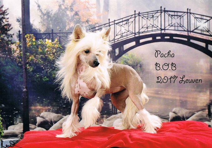 Een foto van op dogshow  in leuven , ze is jeugdkampioen geweest