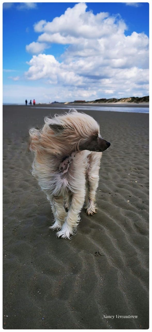 pacha aan zee