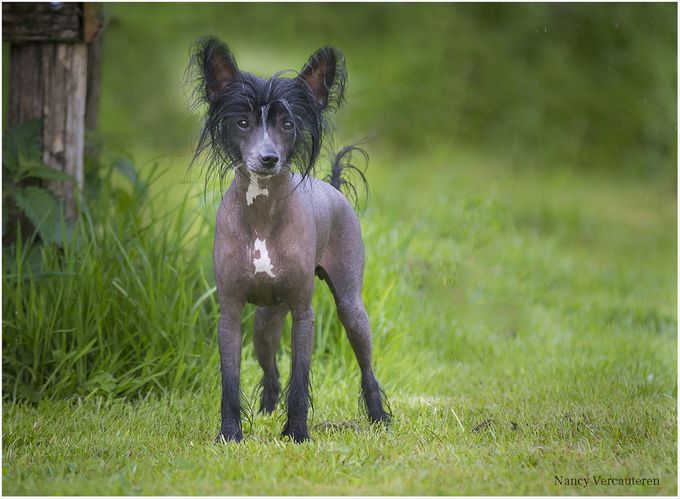 onze Lisa , een treu naked